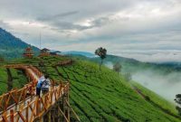 Kebun Teh Kertamanah (Dok. Ist)