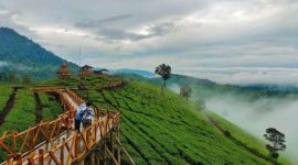 Kebun Teh Kertamanah (Dok. Ist)