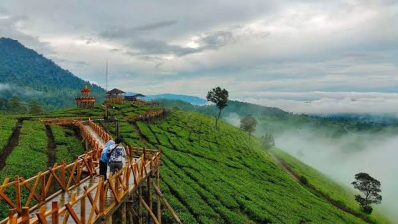 Kebun Teh Kertamanah (Dok. Ist)