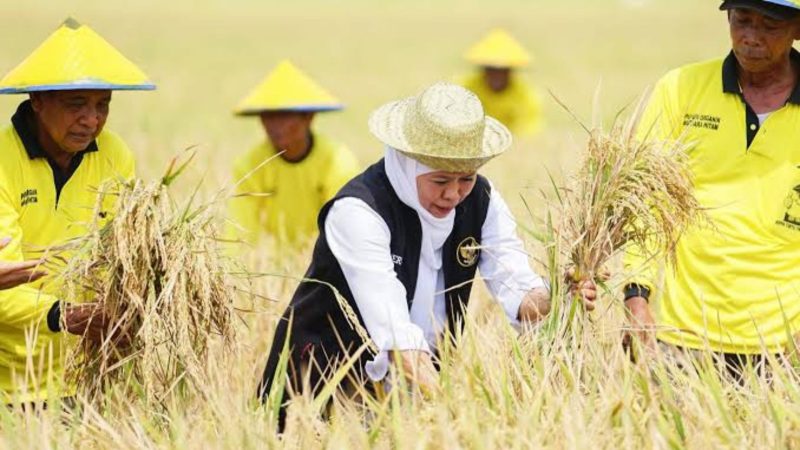 Potret saat Khofifah panen raya (Dok. Ist)