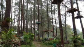 Pesona Tangkal Pinus Lembang (Dok.ist)