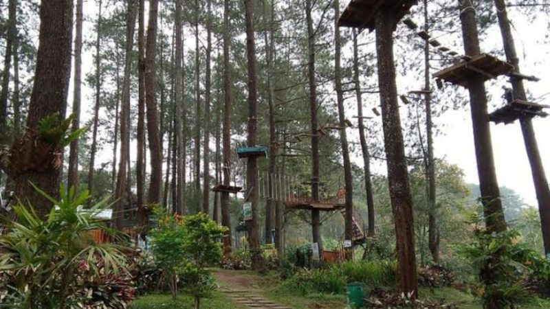 Pesona Tangkal Pinus Lembang (Dok.ist)