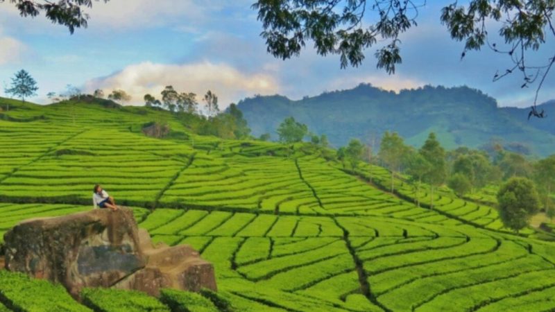 Kebun teh Kertamanah 
(Dok. Ist)