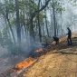 Kebakaran Hutan di TN Baluran Situbondo (Dok.ist)