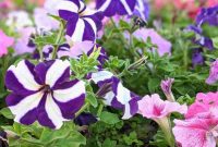 Bunga Petunia (Dok. Ist)