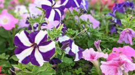 Bunga Petunia (Dok. Ist)