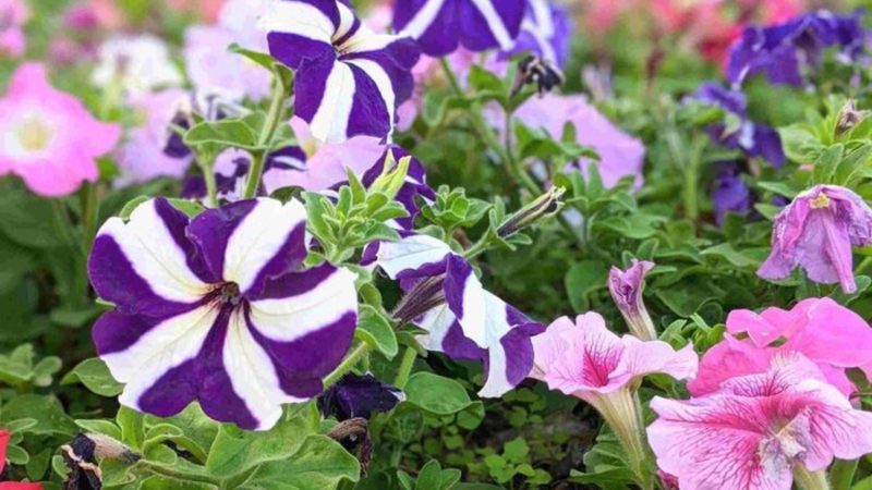 Bunga Petunia (Dok. Ist)