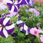 Bunga Petunia (Dok. Ist)