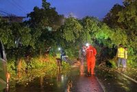 Pohon beringin di Ponorogo tumbang
(Dok. Ist)