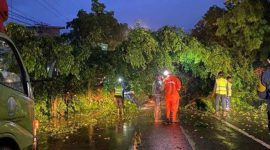 Pohon beringin di Ponorogo tumbang
(Dok. Ist)