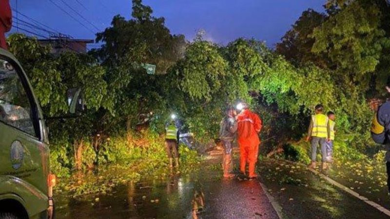 Pohon beringin di Ponorogo tumbang
(Dok. Ist)