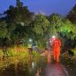 Pohon beringin di Ponorogo tumbang
(Dok. Ist)