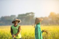 Ilustrasi petani padi (Dok. Ist)