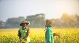 Ilustrasi petani padi (Dok. Ist)