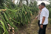 Tewas Mengenaskan di Kebun Buah Naga (Dok. Ist)