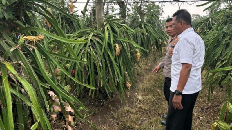 Tewas Mengenaskan di Kebun Buah Naga (Dok. Ist)