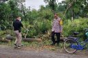 Pohon Tumbang di Ponorogo Tewaskan Warga (Dok. Ist)