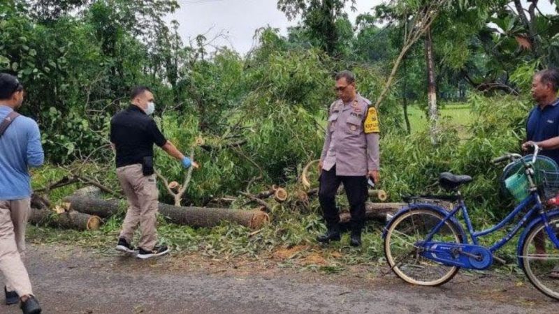 Pohon Tumbang di Ponorogo Tewaskan Warga (Dok. Ist)