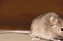  Cara Mengusir Tikus di Dalam Rumah Secara Efektif 