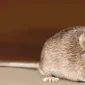  Cara Mengusir Tikus di Dalam Rumah Secara Efektif 