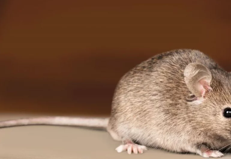  Cara Mengusir Tikus di Dalam Rumah Secara Efektif 