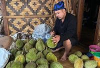 Wisata kebun durian (Dok. Ist)