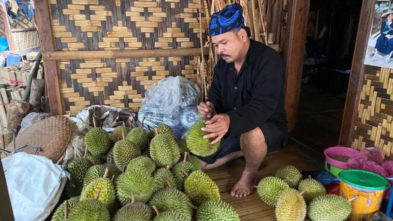 Wisata kebun durian (Dok. Ist)