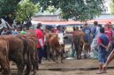 Pasar Hewan di Ponorogo Ditutup Sementara (Dok. Ist)