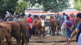 Pasar Hewan di Ponorogo Ditutup Sementara (Dok. Ist)