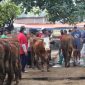 Pasar Hewan di Ponorogo Ditutup Sementara (Dok. Ist)