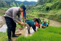 Pihak kepolisian yang membantu warga tanam padi (Dok. Ist)