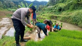 Pihak kepolisian yang membantu warga tanam padi (Dok. Ist)