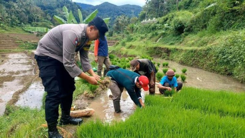 Pihak kepolisian yang membantu warga tanam padi (Dok. Ist)