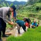 Pihak kepolisian yang membantu warga tanam padi (Dok. Ist)