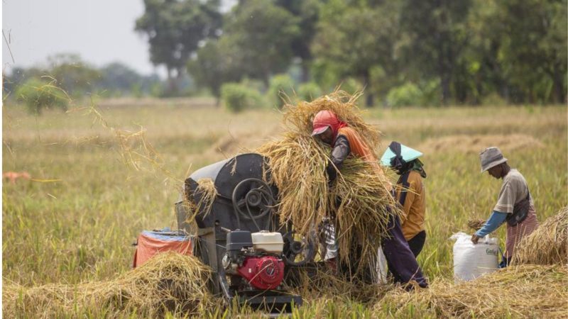 Harga Beras (Dok. Ist)