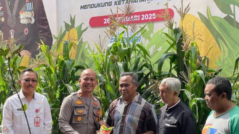 Panen raya jagung di Batu (Dok. Ist)